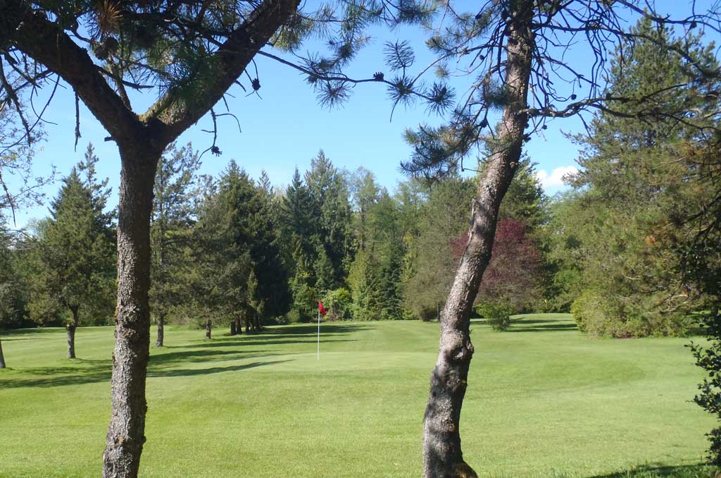 Looking through the pine trees at the Hackers Haven par 3 Golf Course in Maple Ridge